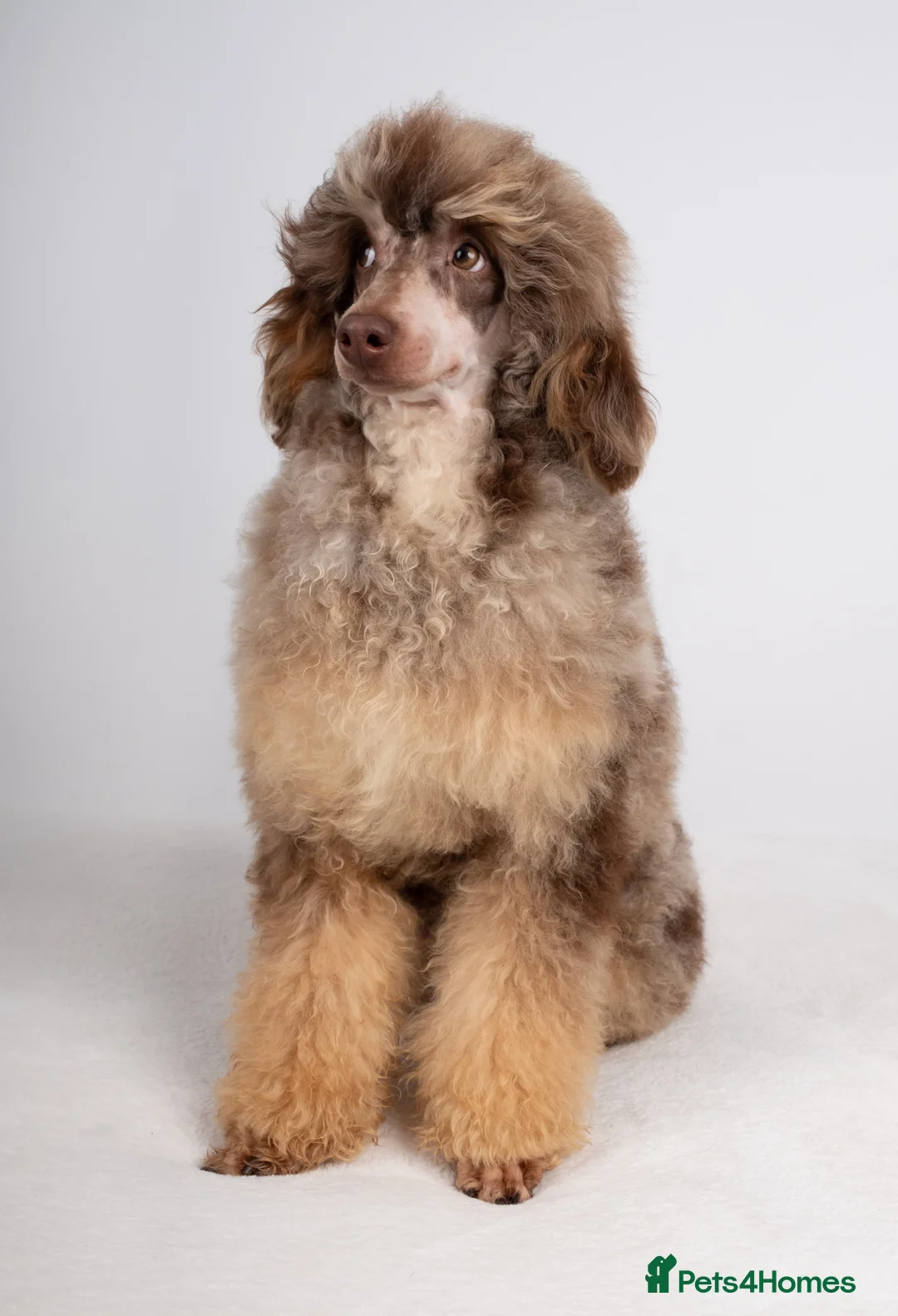 Toy Poodle dogs for stud: EXTENSIVELY HEALTH TESTED POODLE STUD  in Hoddesdon - Advert 4