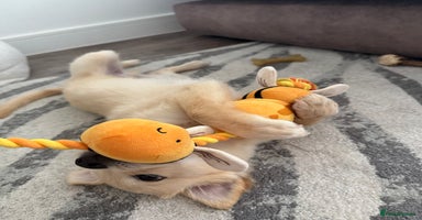 Mixed Breed dogs - Advert 8