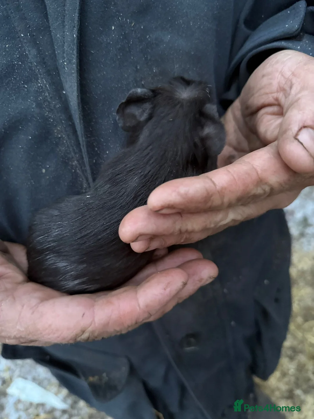 Guinea Pig rodents for sale: 20 guinea pigs for sale  - Advert 26