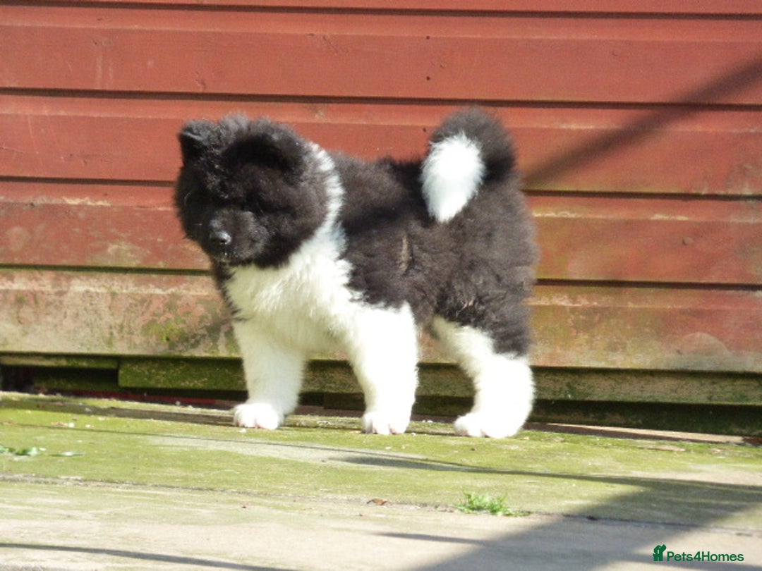 Akita dogs for sale: Quality Akita Babies (& KC Registered) - Image 30