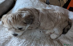 Mixed Breed dogs for sale: Lhasa Apso puppies in Kent - Image 2