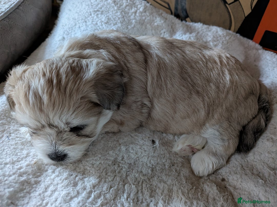 Mixed Breed dogs for sale: Lhasa Apso puppies in Kent - Image 2