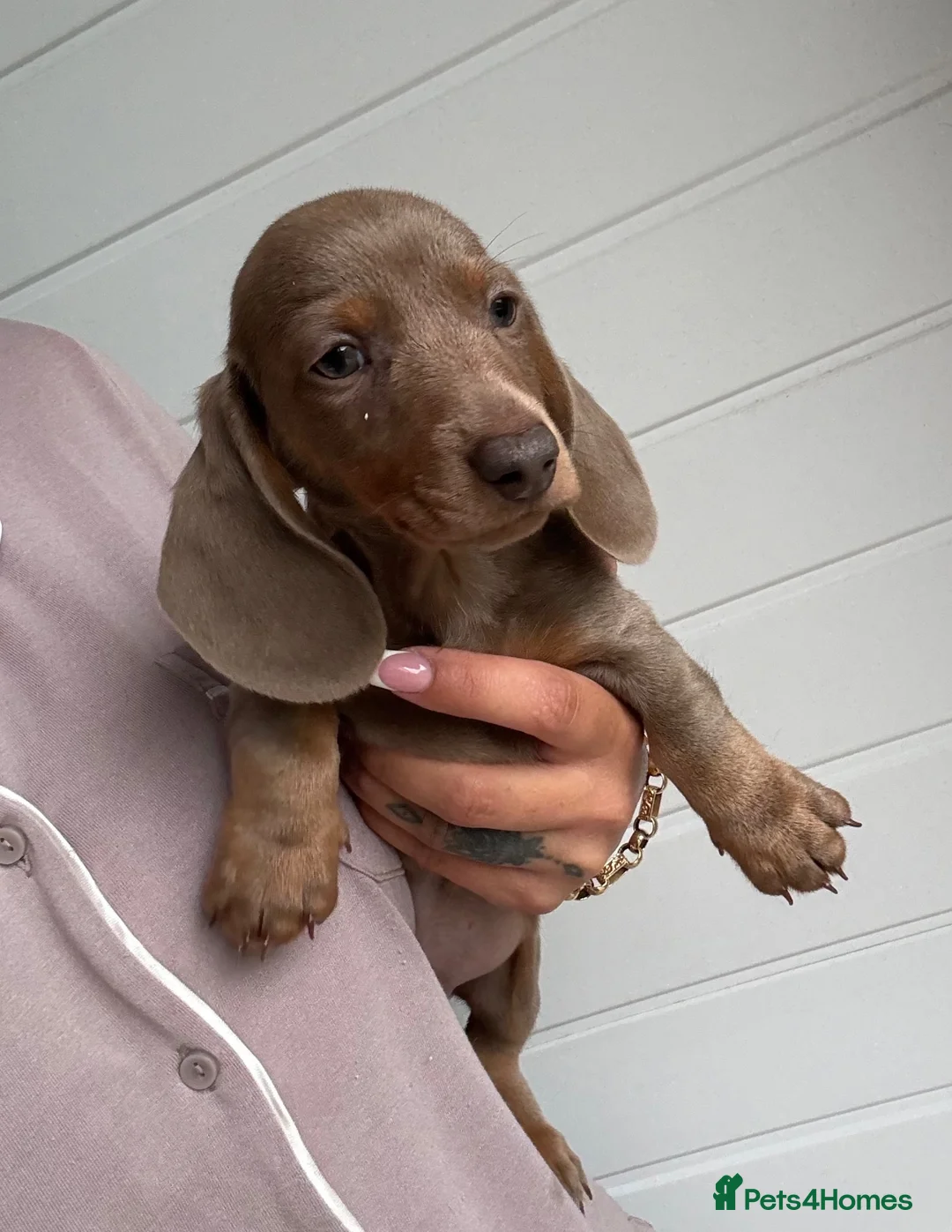 Miniature Dachshund dogs for sale: Miniature Dachshund puppies  - Advert 11