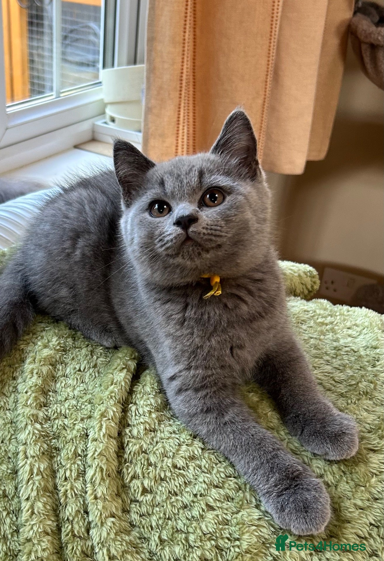 British Shorthair cats Ready 13th Sept! GCCF reg British Shorthairs  - Advert 2