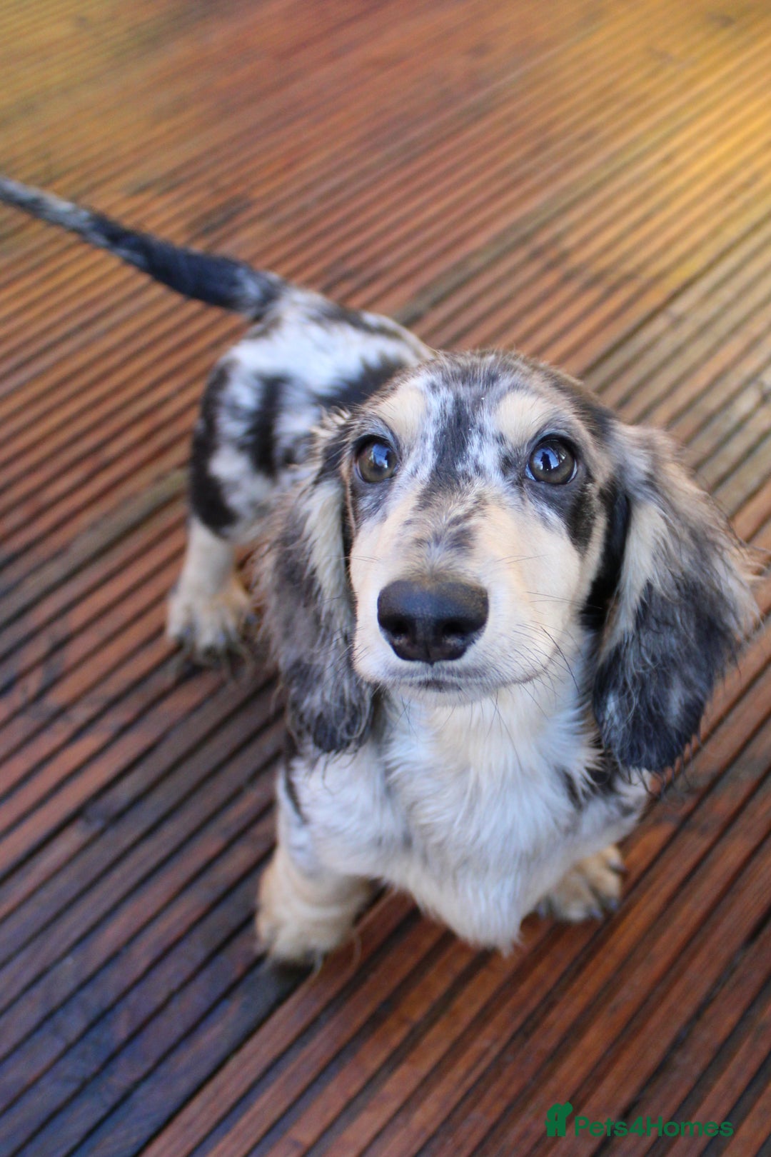 Miniature Dachshund dogs for sale: Long hair  - Advert 13