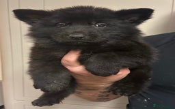 German Shepherd dogs for sale: Stunning German shepherd pups  - Image 10