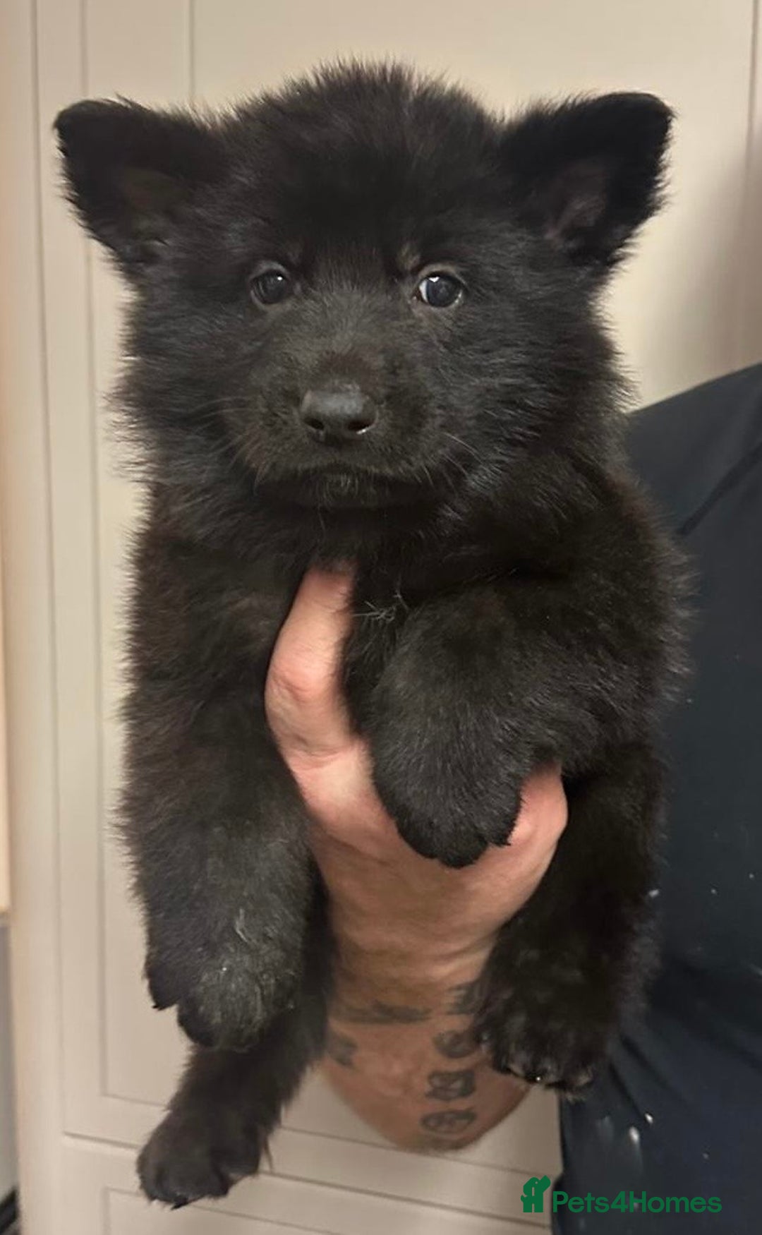 German Shepherd dogs for sale: Stunning German shepherd pups  - Image 10