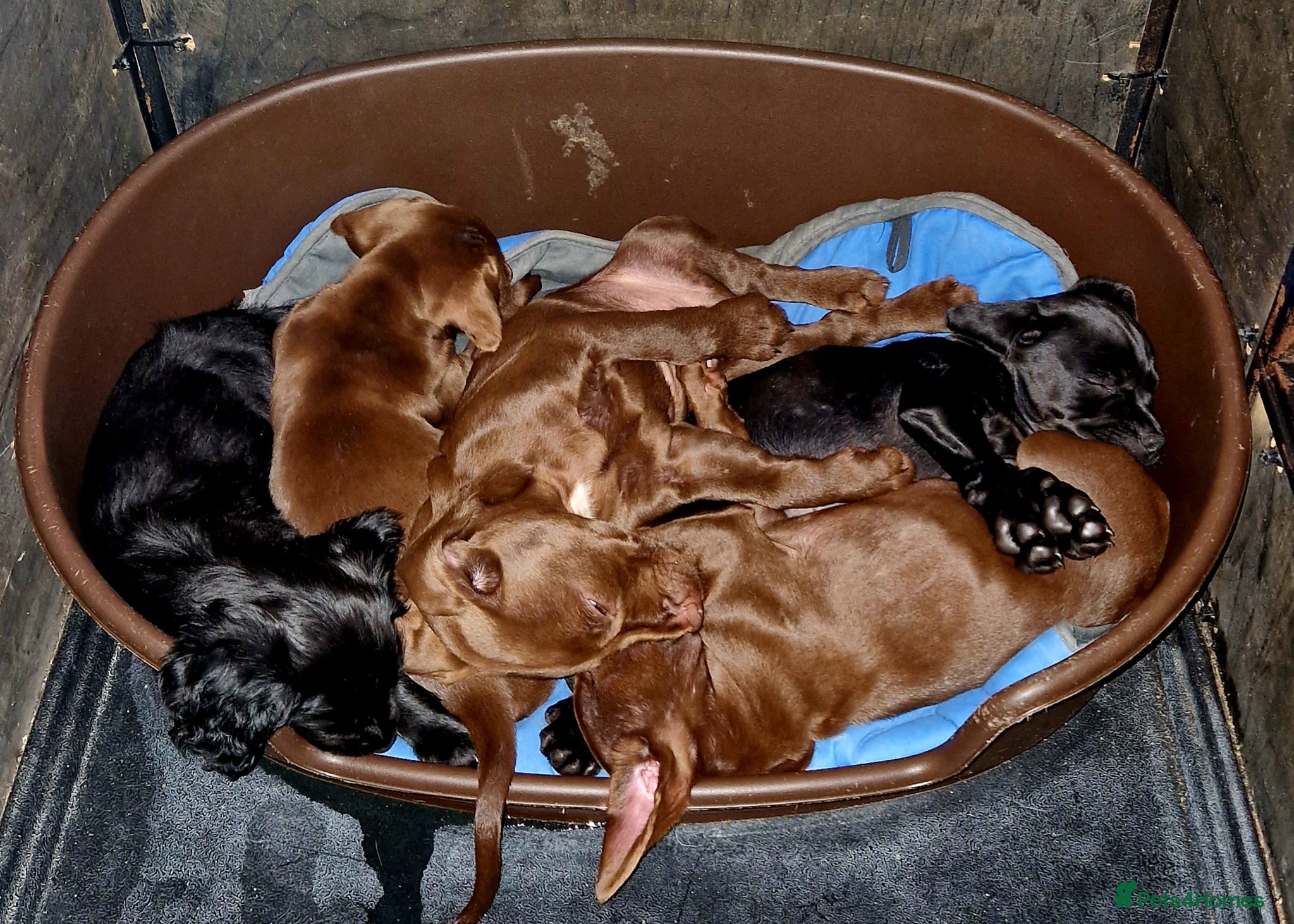 Sprocker dogs Sprocker pups. Beautiful lovely pups ready NOW - Advert 1