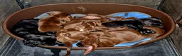 Sprocker dogs for sale: Sprocker pups. Beautiful lovely pups ready NOW in Worcester - Advert 1