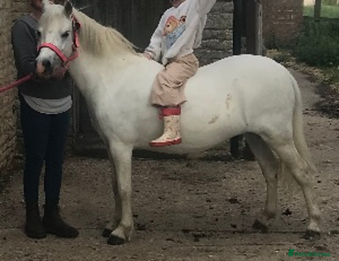 Welsh Section A horses for sale: Prini - Image 5