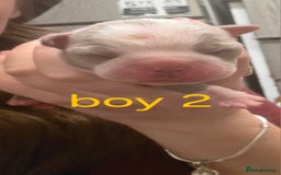 Boston Terrier dogs for sale: Beautiful Blue Bostons  - Image 10