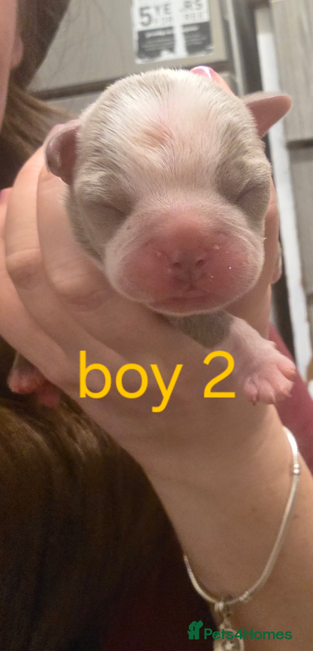 Boston Terrier dogs for sale: Beautiful Blue Bostons  - Image 10