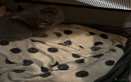 Domestic Shorthair cats for sale: Beautiful Litter of 4 Kittens - Image 7