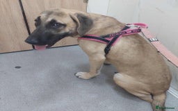 Anatolian Shepherd dogs for adoption: Dzana is 6 month Macedonian rescue pup  - Image 13