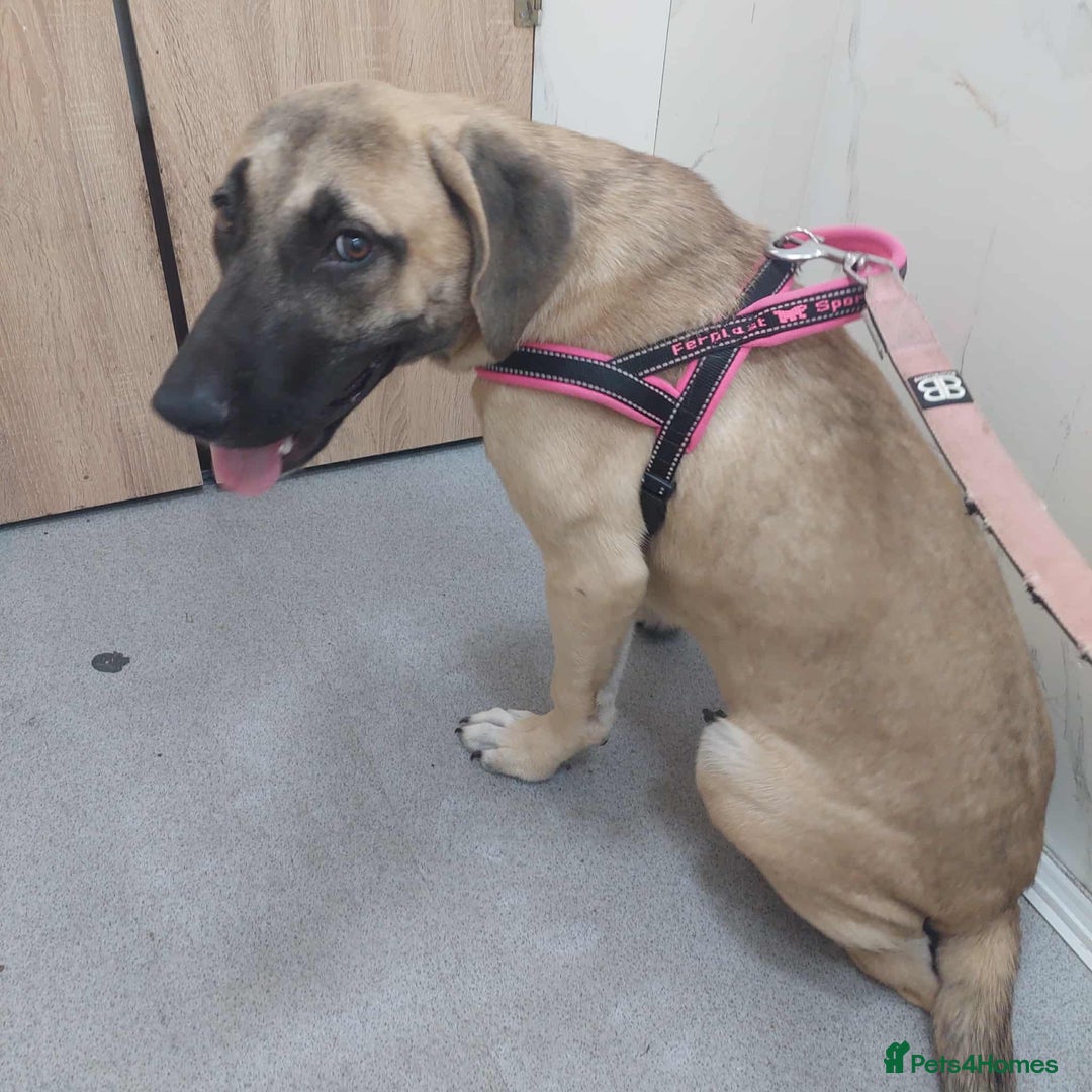 Anatolian Shepherd dogs for adoption: Dzana is 6 month Macedonian rescue pup  - Image 13