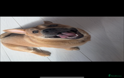 Mixed Breed dogs for sale: English Bulldog x Chow Chow - Image 1