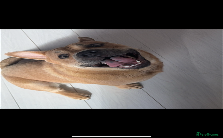 Mixed Breed dogs - Advert 1