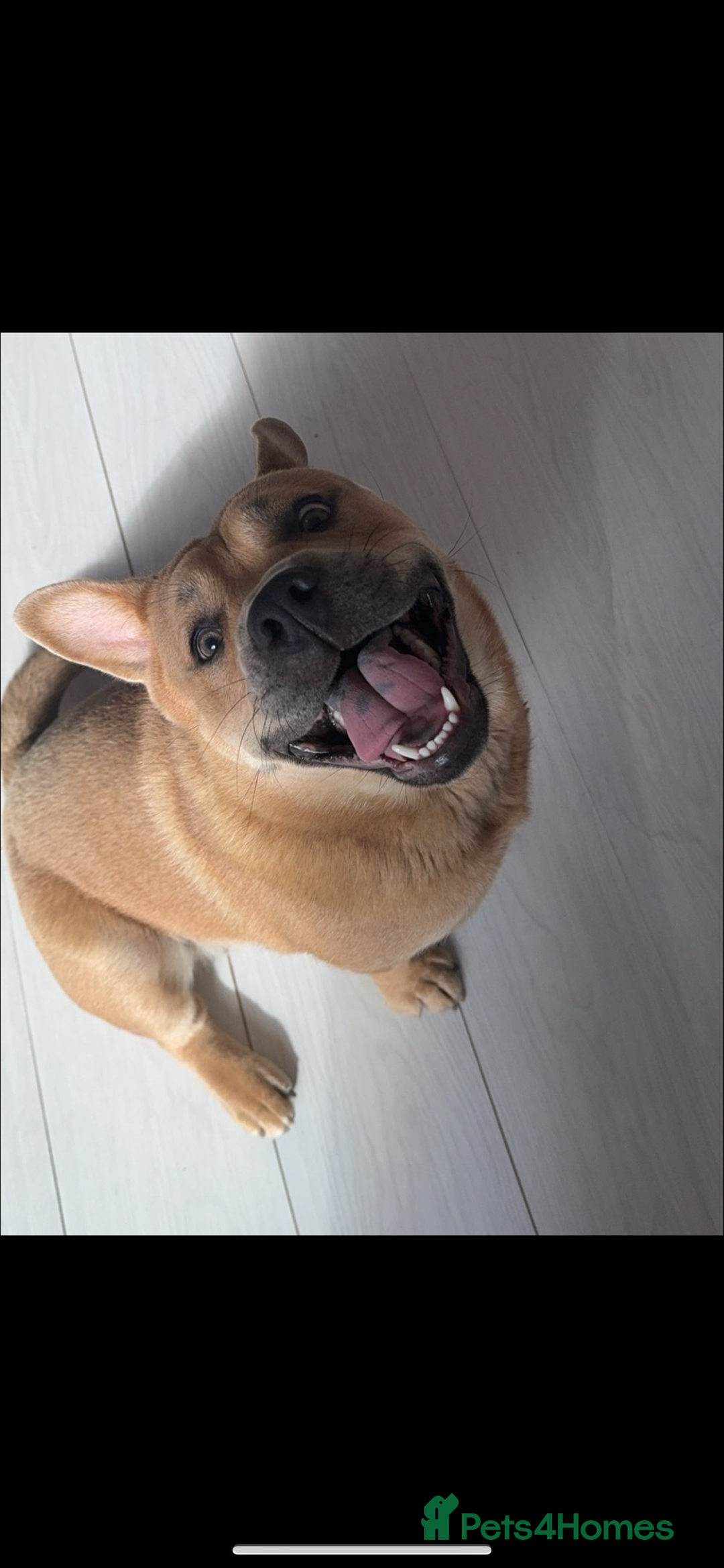 Mixed Breed dogs for sale: English Bulldog x Chow Chow - Image 1
