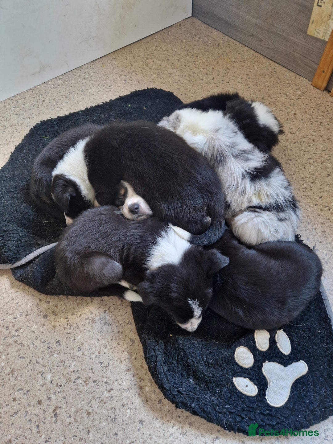 Border Collie dogs for sale: Beautiful Border Collies - Gloucestershire - Advert 7