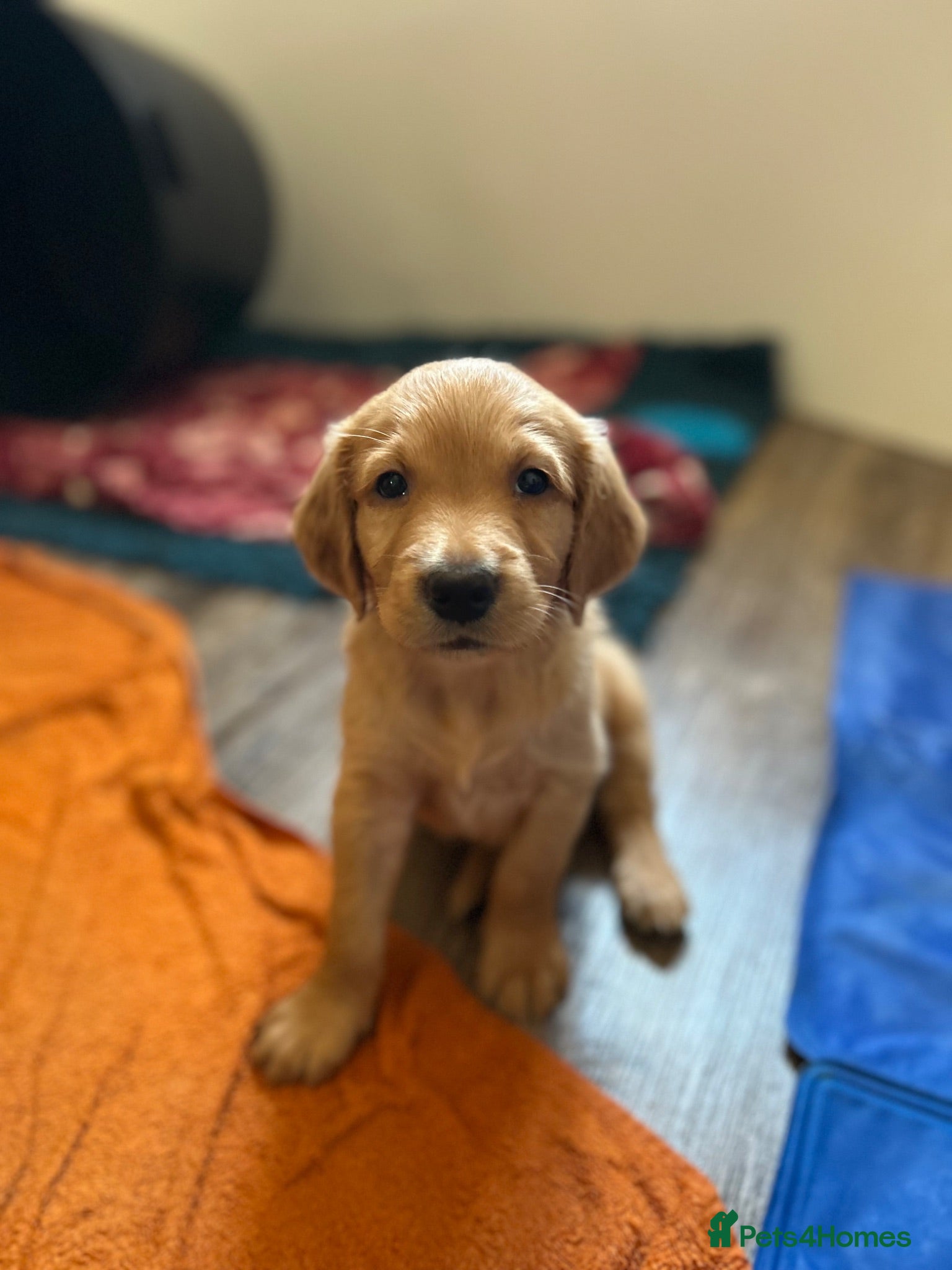 Golden Retriever dogs Beautiful litter of dark red golden retriever pups - Advert 2