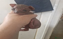 Sphynx cats for sale: 5 beautiful babies looking for forever families  - Image 6
