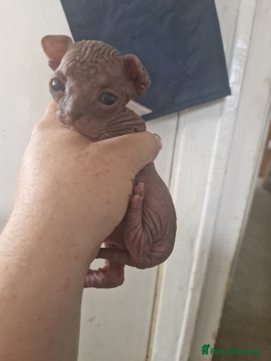 Sphynx cats for sale: 5 beautiful babies looking for forever families  - Image 6