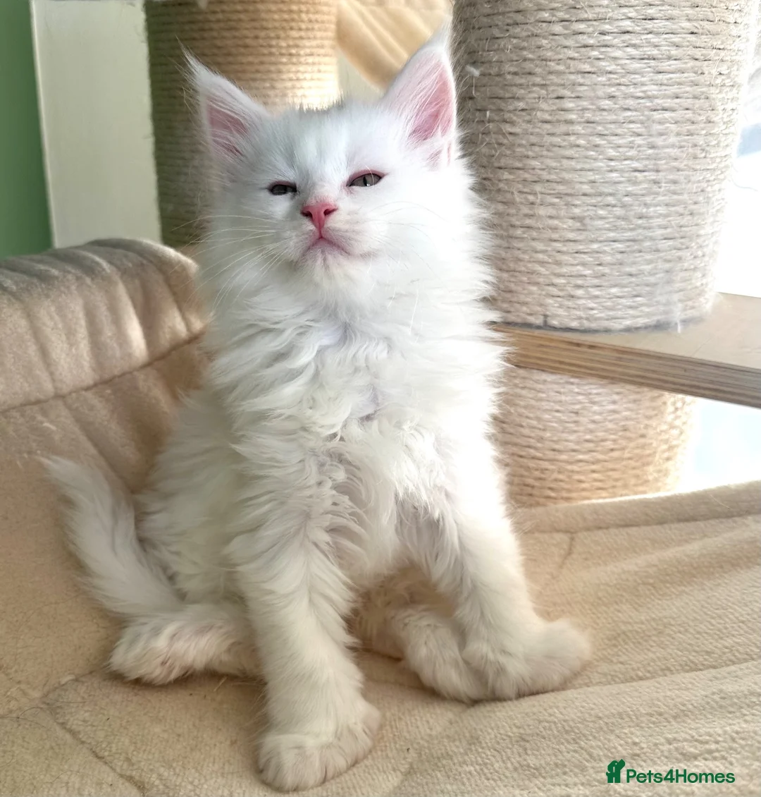 Maine Coon cats for sale: Polydactyl Maine coon kittens  - Advert 2