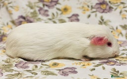 Guinea Pig rodents for sale: Beautiful mix of baby male Guineapigs  - Advert 19