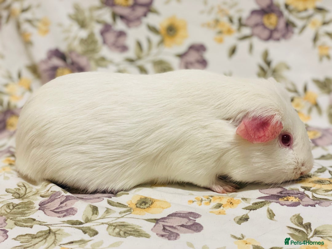 Guinea Pig rodents for sale: Beautiful mix of baby male Guineapigs  - Advert 19