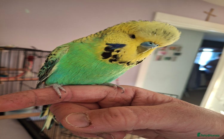 Budgerigars birds - Advert 1