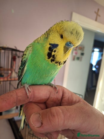 Budgerigars birds - Advert 1