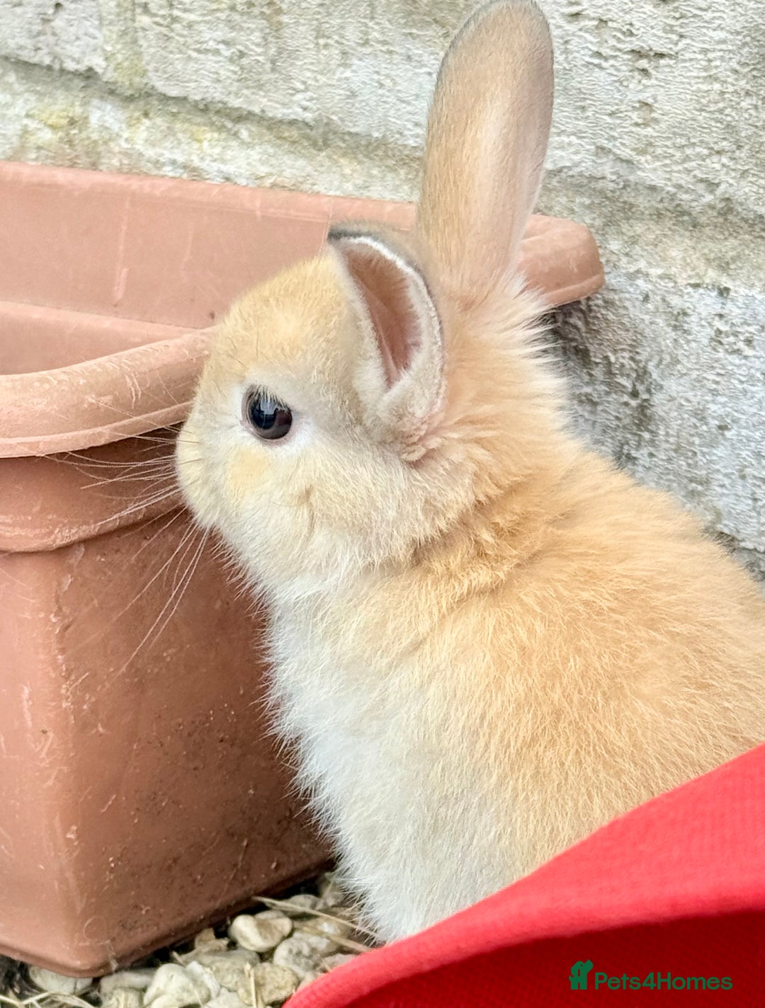 Lionhead rabbits for sale: Teddy Double & Single Lionhead Price starts at £35 - Image 15