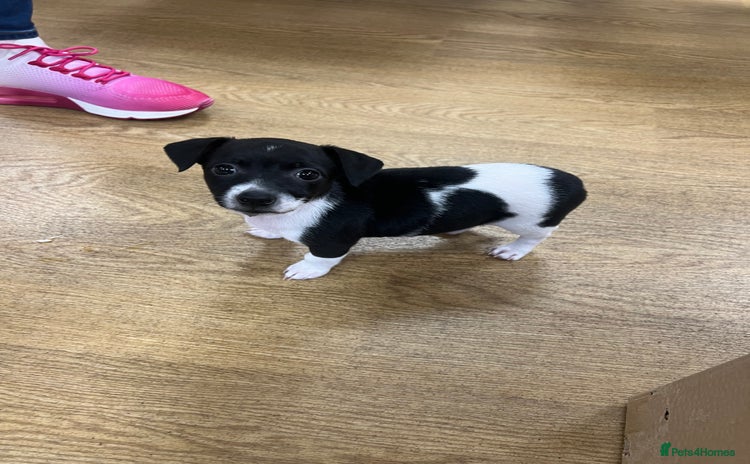 Jack Russell dogs - Advert 13