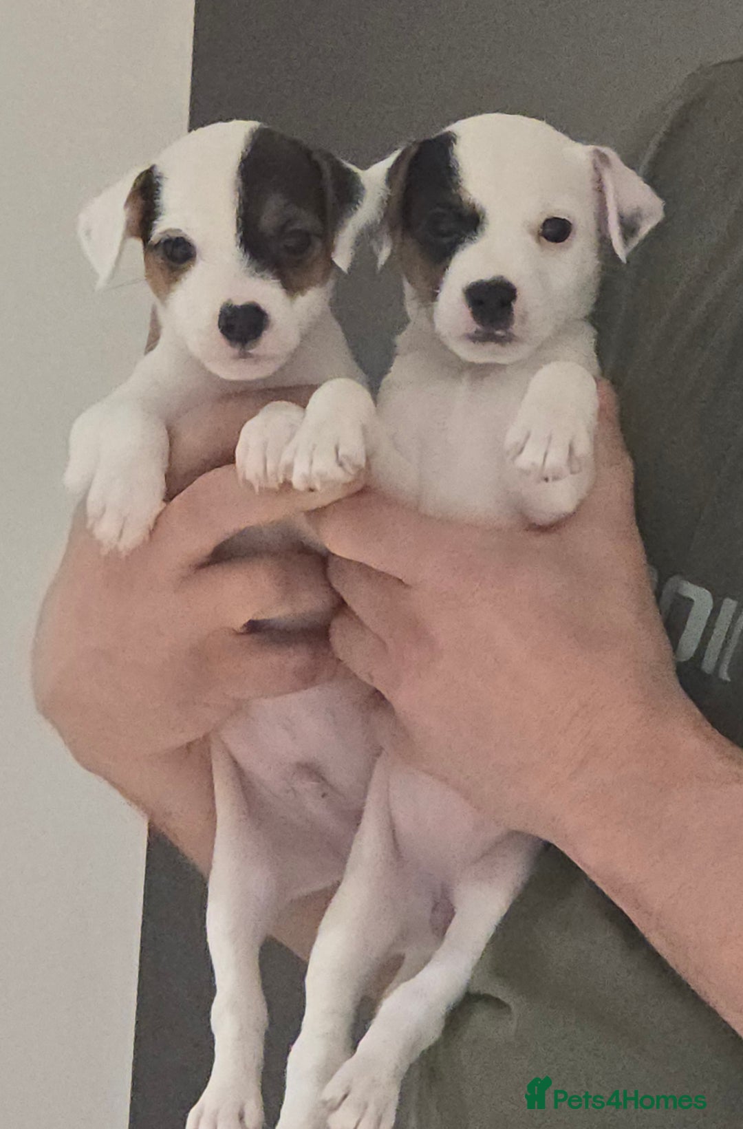 Parson Russell dogs for sale: Parson Russell Puppies - Advert 4