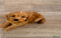 Cockapoo dogs for sale: Gorgeous last cockapoo boy available - ready to go - Image 4