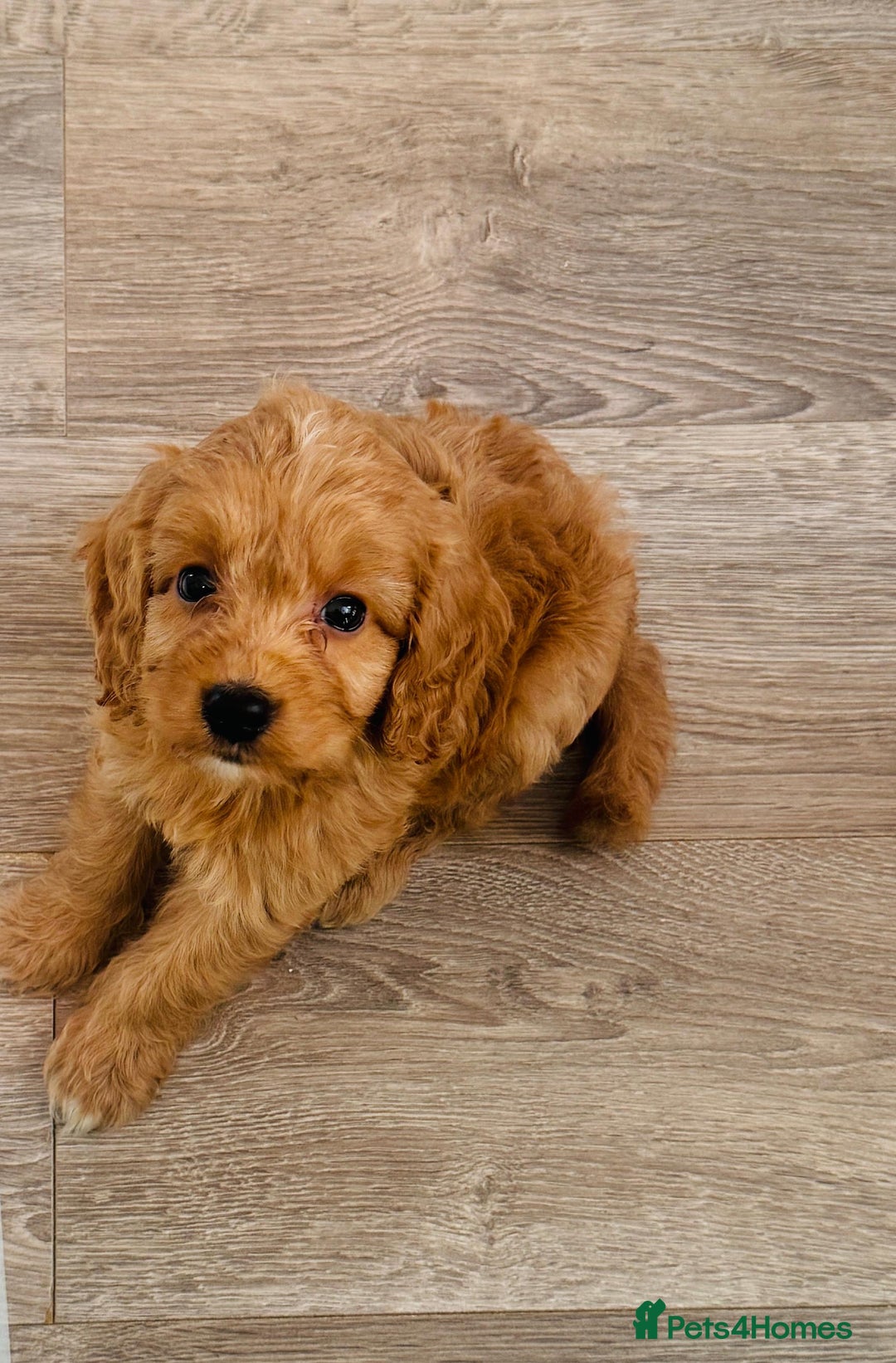 Cockapoo dogs for sale: Gorgeous last cockapoo boy available - ready to go - Image 4