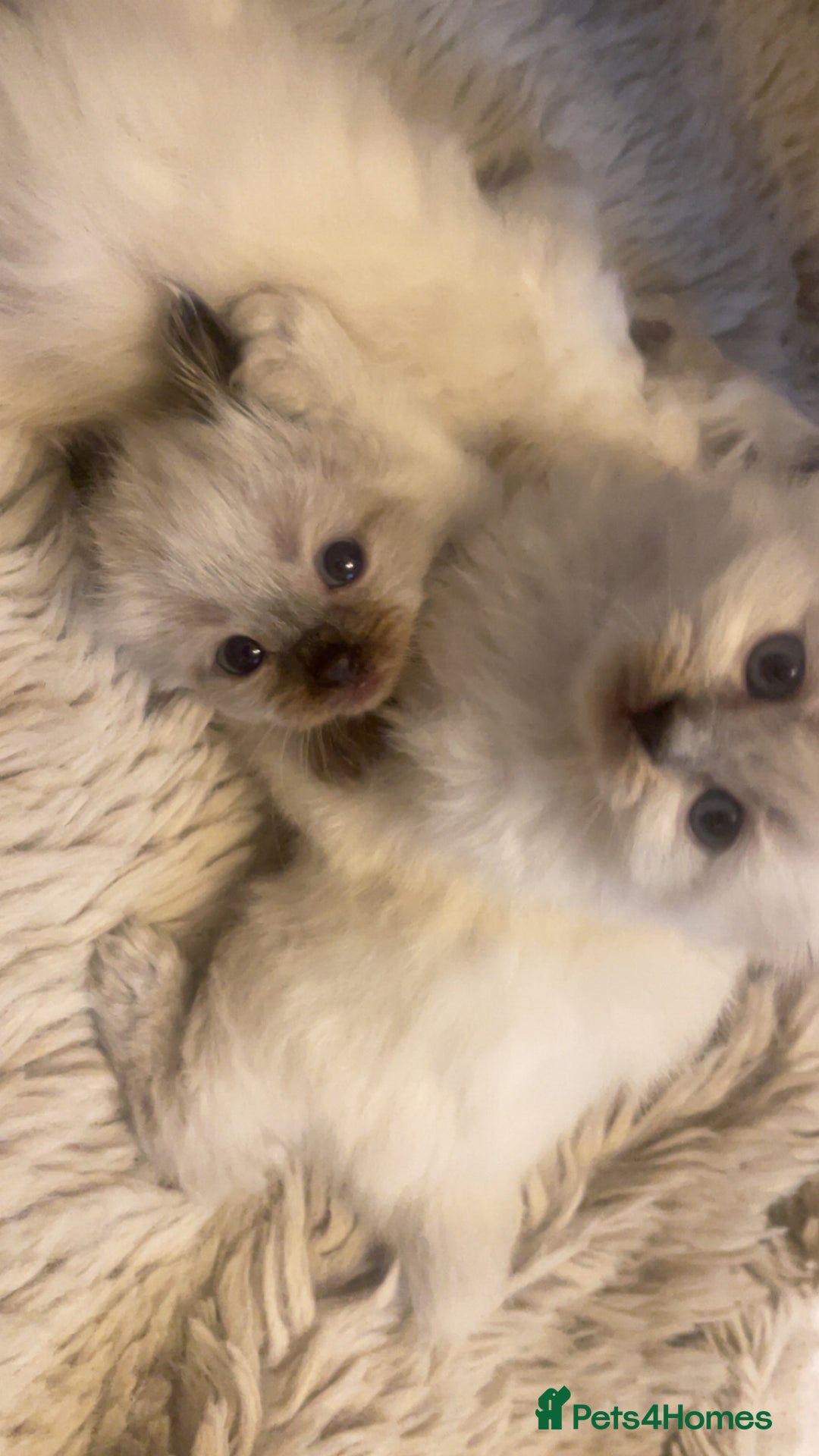 Ragdoll cats for sale: Beautiful blue eyed ragdoll  - Advert 9