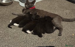 Mixed Breed cats for sale: Beautiful Kittens - Image 11