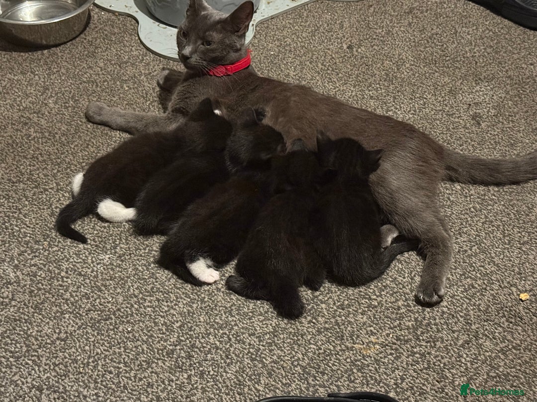 Mixed Breed cats for sale: Beautiful Kittens - Image 11