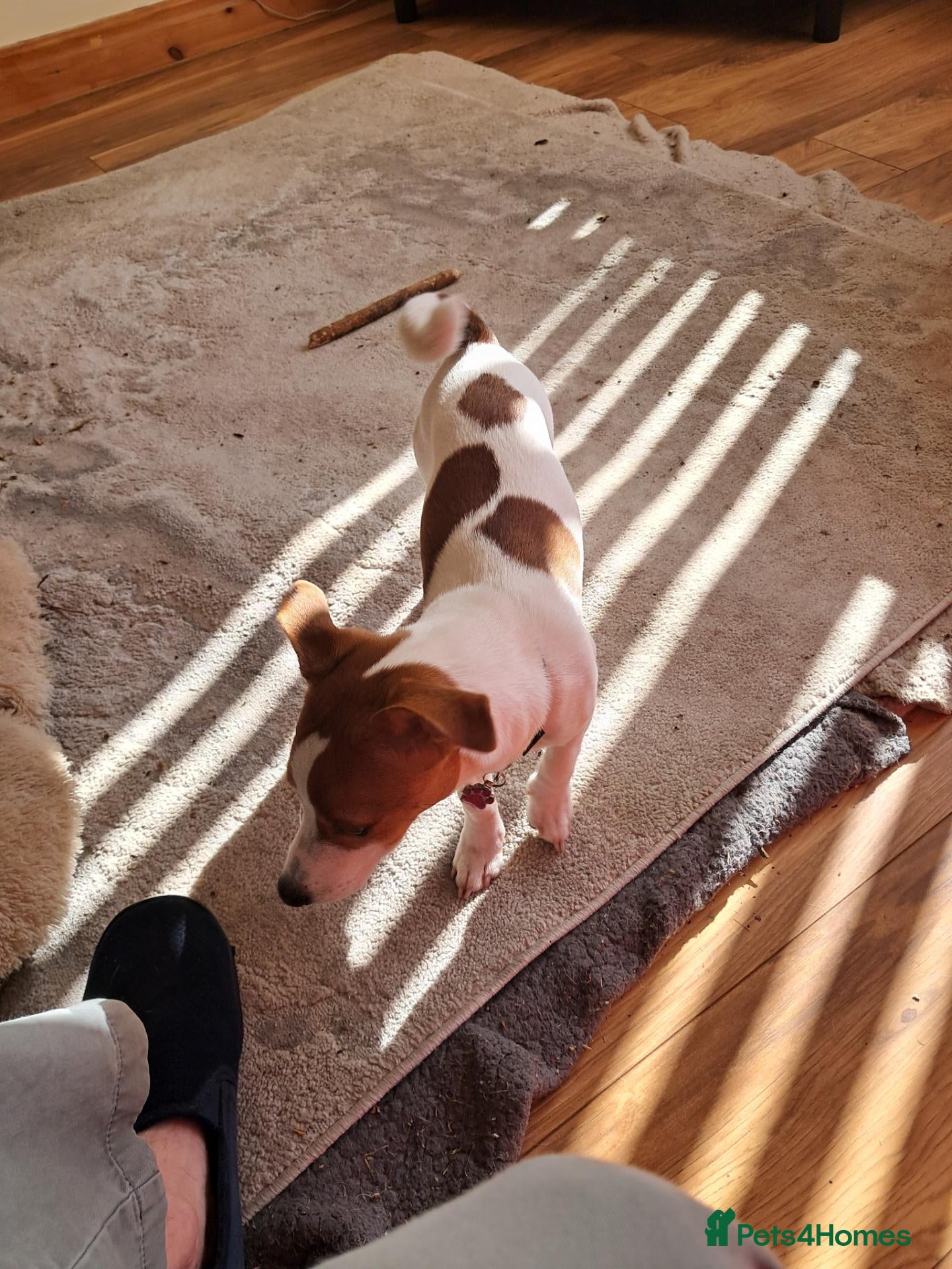 Jack Russell dogs Betty. 6 months old. - Advert 10