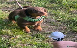 Miniature Dachshund dogs for sale: Longhair Choc & Tan Mini Dachshund  - Image 3