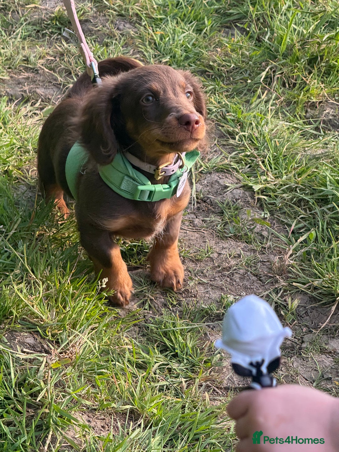 Miniature Dachshund dogs for sale: Longhair Choc & Tan Mini Dachshund  - Image 3
