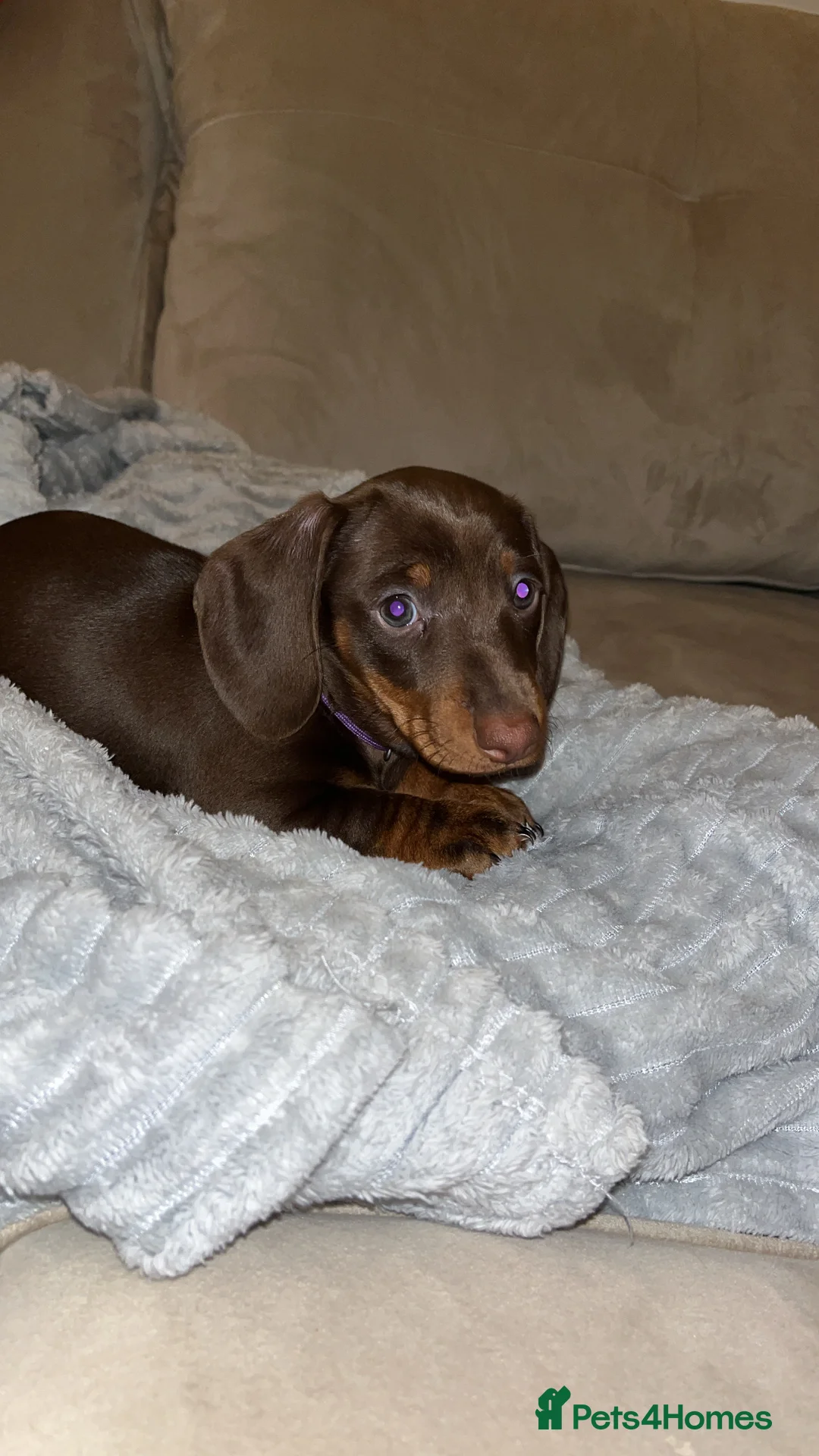 Miniature Dachshund dogs for sale: Miniature dachshund  in Birmingham - Advert 2
