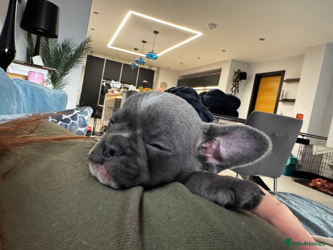 Mixed Breed dogs for sale: Cockapoo x French Bulldog - Image 8