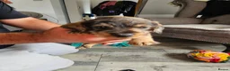 Dachshund dogs for sale: Wirehaired daschund pups - Advert 7
