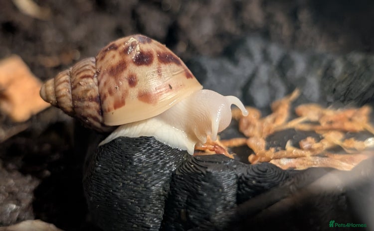 Snails invertebrates - Advert 15