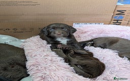 Sprocker dogs for sale: F1 health tested working Sprockers - Image 19