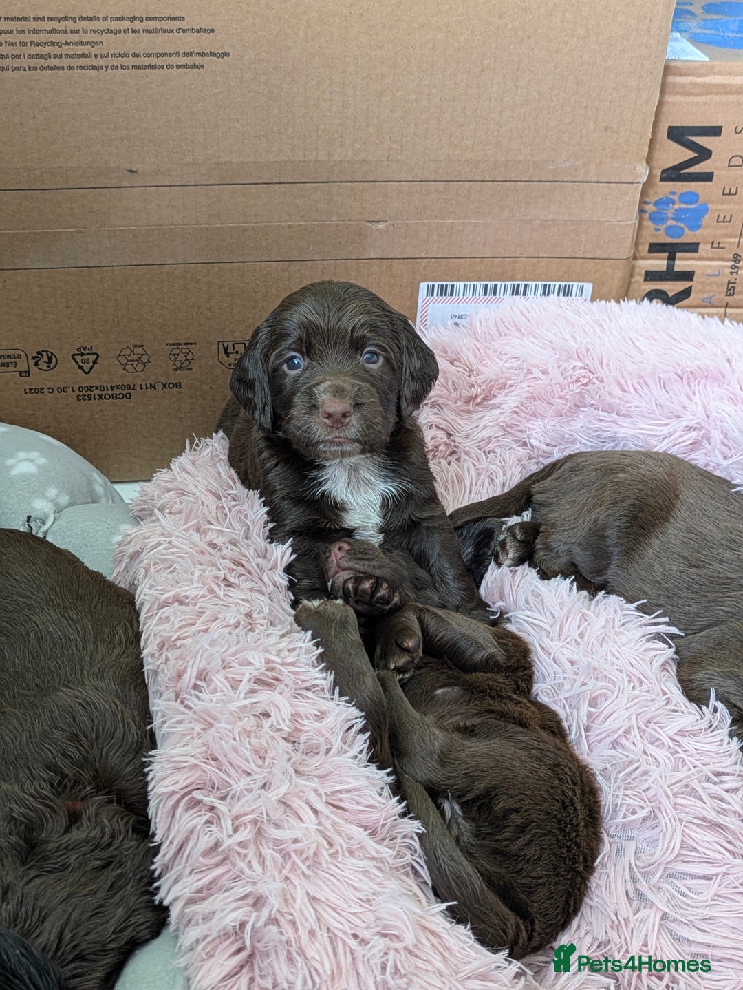 Sprocker dogs for sale: F1 health tested working Sprockers - Image 19