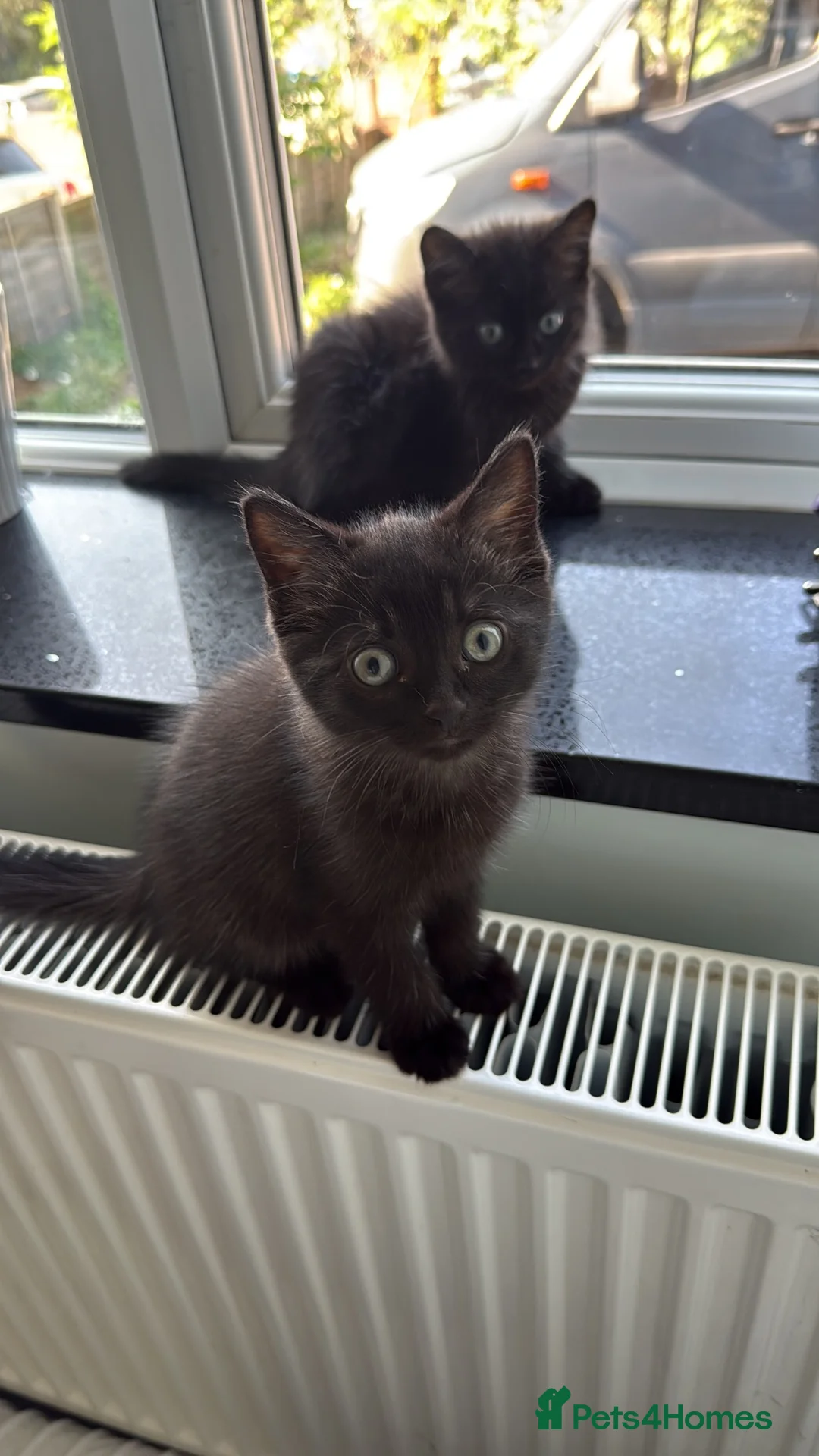 British Shorthair cats for sale: Very friendly and caring cat needs to be rehomed  - Advert 2