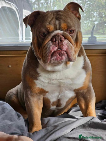 Old Tyme Bulldog dogs in Romford - Advert 13
